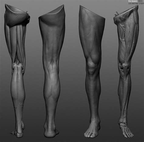 Leg Muscles Anatomy Leg Anatomy Muscle Anatomy Anatomy Poses Anatomy Study Anatomy Art D