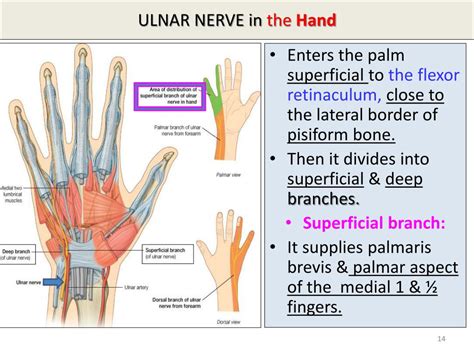 Ulnar Nerve Innervation Hand
