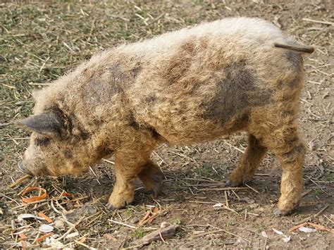 Mangalitsa Pig Open Farm And Mini Zoo Ardmore Waterford