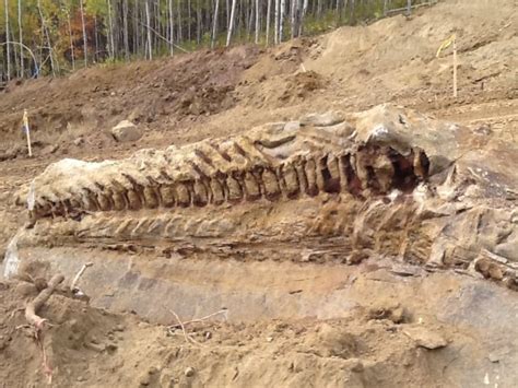 Astonishing Find Pipeline Inspectors Discover 10 Meter Fossil