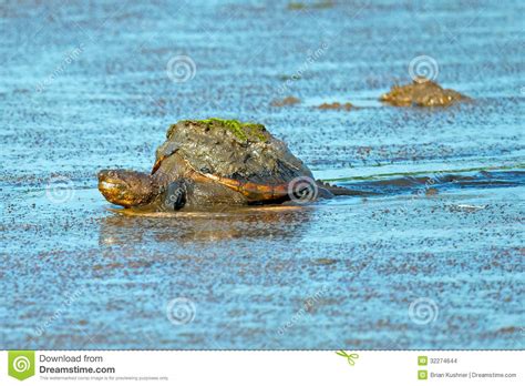 Snapping Turtle Stock Photo Image Of Jaws Wildlife 32274644