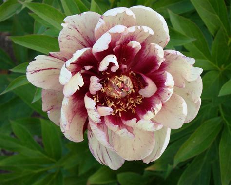 Peony All That Jazz Bare Roots — Buy Itoh Peonies Online At Farmer