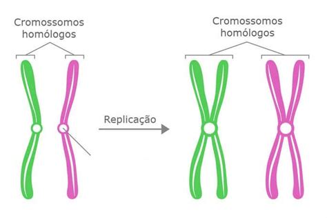 Cromosomas Biología Infoescola Definiciones Y Conceptos