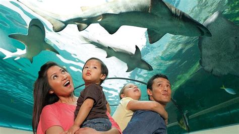 Best Sea Life Orlando Tours And Tickets Book Now