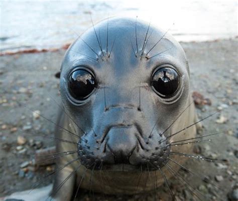 This Seal And His Huge Eyes Reyebleach