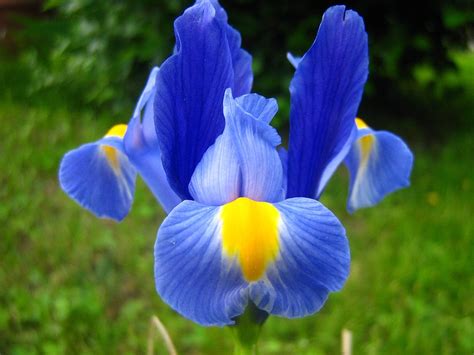 Flower Iris Purple Spring Free Photo On Pixabay Pixabay