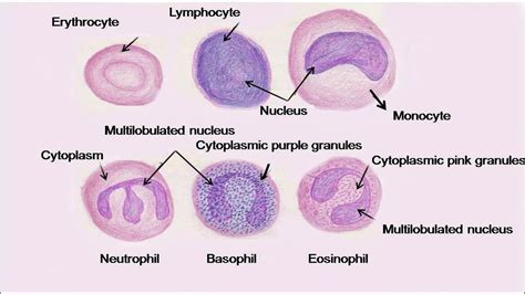 White Blood Cells Under Microscope Labeled