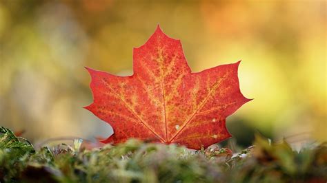Canadian Red Maple Adds Specks Of Color To The Fall Foliage Season Cgtn