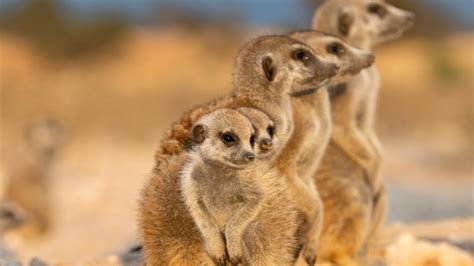 Meerkats 3d Where To Watch Streaming And Online In New Zealand Flicks
