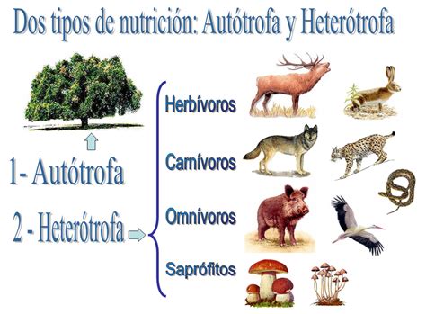 Diferencias Entre Organismos Autotrofos Y Heterotrofos Rostas