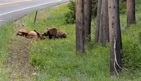 Grizzly Bear Attacks Elk On Side Of Road Video Montana Hunting And