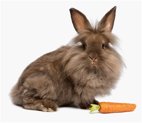 5 Unique Rabbit Breeds For International Rabbit Day Pawsitively Pets