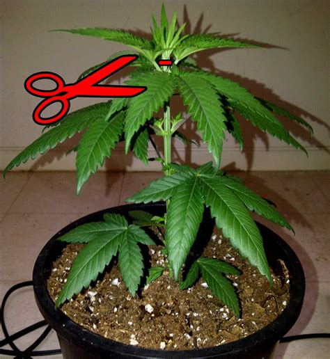 A Beginners Guide To Transitioning Cannabis Plants From The Vegetative Stage To The Flowering