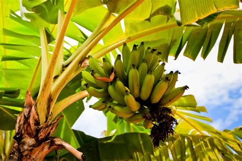 Kumpulan gambar kartun buah pisang terbaru kolek gambar via kolekgambar.blogspot.com. Panduan Cara Menanam Pohon Pisang Secara Lengkap - Jenis.net