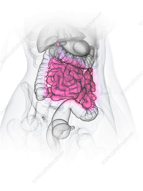 Small Intestine Illustration Stock Image F0268782 Science Photo