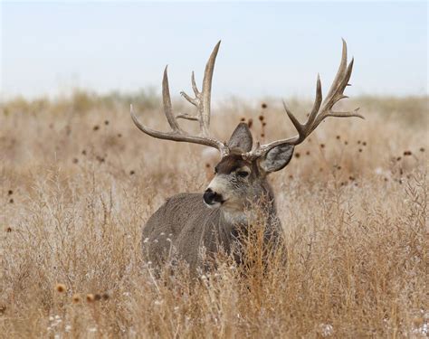 Mule Deer Outfitted Bowhunts Guided Mule Deer Bowhunting Outfitters