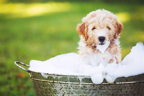 Dog And Puppy Grooming Puppy Baths And Grooming Tips