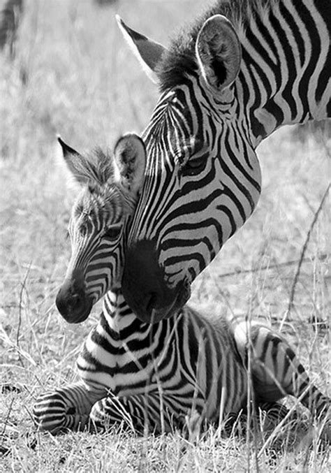 145 Best Images About Zebra On Pinterest Getting To Know Africa And