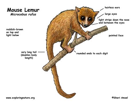 Lemur Mouse