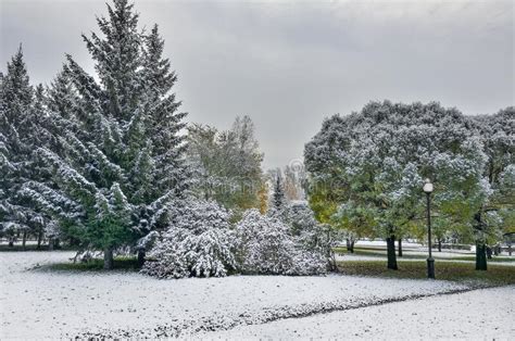 First Snowfall In Colorful Autumn City Park Stock Photo Image Of