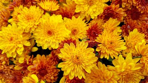 Close Up Of Fall Mums Stock Photo Image Of Autumn Chrysanthemum