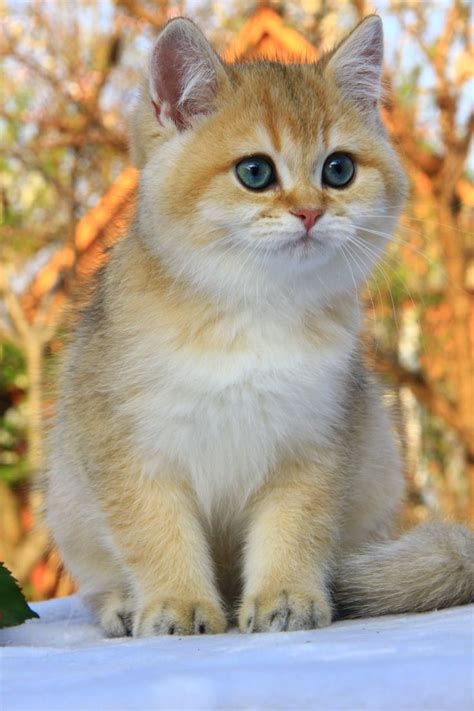 An Orange And White Kitten With Blue Eyes Sitting On A Table Next To
