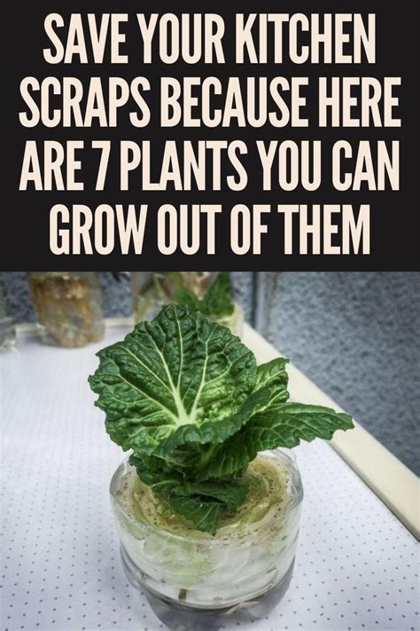 Save Your Kitchen Scraps Because Here Are 7 Plants You Can Grow Out Of
