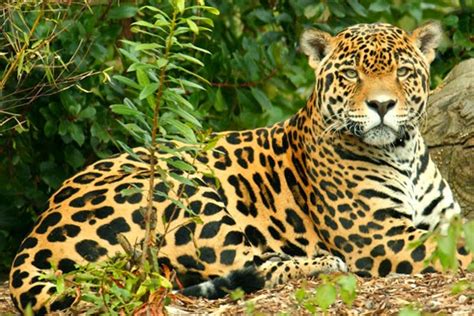 Info Animales Jaguar Panthera Onca