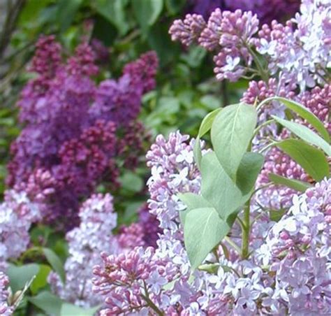 Lilacs plants are easy to take care of and can remain in the garden for decades. Starting and growing Lilacs - Five Cedars