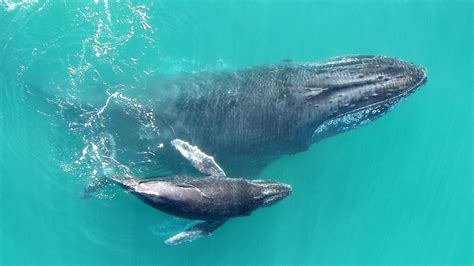 Recordings Reveal That Baby Humpback Whales Whisper To Their Mothers