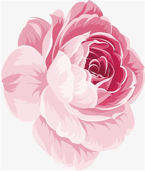 La Rose De Vecteur De Fleurs Dessin pivoine Dessin rose Dessin orchidée