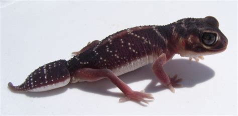 Smooth Knob Tailed Gecko Nephrurus Levis Levis Good Life Herps