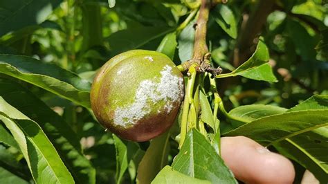 10 Peach Tree Diseases And How To Treat Them Rhythm Of The Home