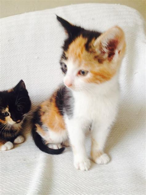 2 Beautiful Calico Kittens In Small Heath West Midlands Gumtree