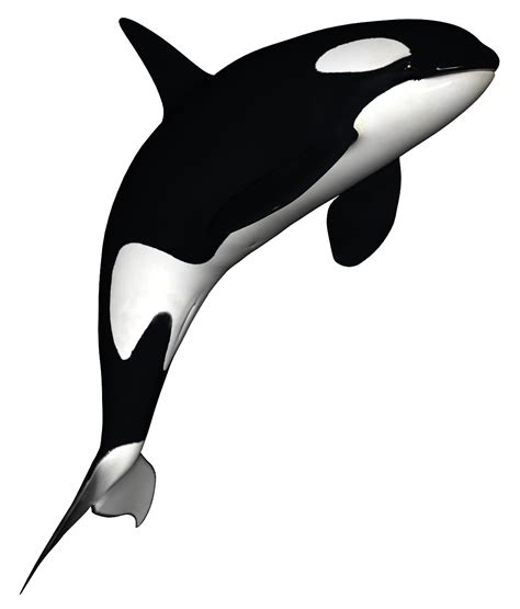 Killer Whale Png