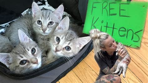 Free Kitties These Cat Photos Are Purrfect