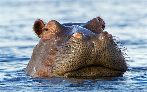 Hippo Hd Wallpaper Background Image 1920x1200
