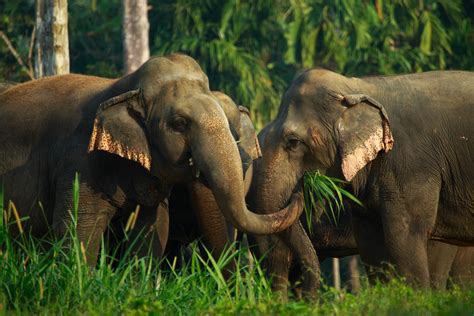 With their characteristic long noses, or trunks; Major Travel Plc :: Elephant Hills Jungle Safari - 2 days