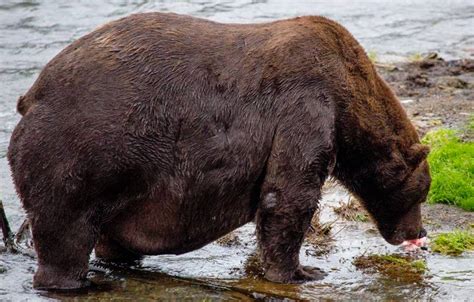 Grizzly Bear That Weighs As Much As 8 Men Has Been Crowned As The
