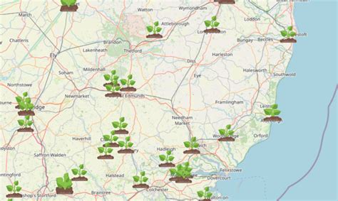 Interactive Map Shows Where Toxic Giant Hogweed Is Growing In Suffolk