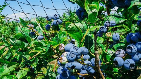 How To Cover Blueberry Bushes With Netting Eyouagro
