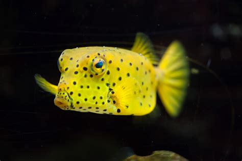 Ten Cutest Underwater Animals Scuba Diver Life