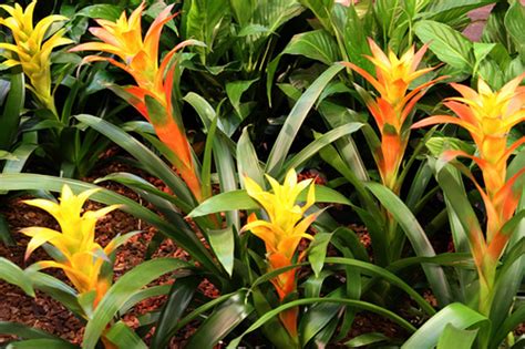 It is one of the best red indoor plants you can grow! Indoor Plants For The Holidays - Bromeliads And ...