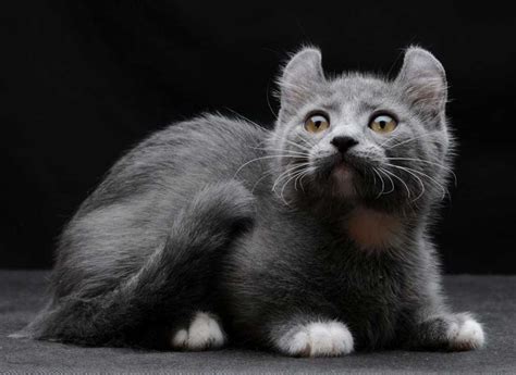 Rare Cat Breeds You Might Not Have Known Existed Pets Feed