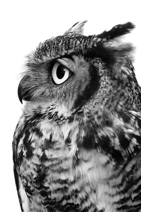 Birds Of Prey And Ravens Jennifer Maharry Photography Owls Drawing