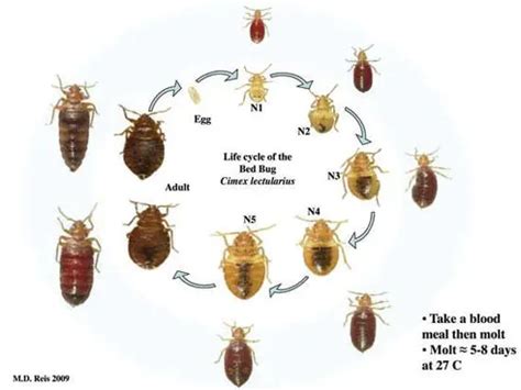 Bed Bugs Pictures Actual Size Stages And Skin Bites 2022