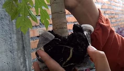 5 Cara Mencangkok Pepaya Agar Cepat Berbuah Papaya Tree Grafting Technique Taman Inspirasi Safa