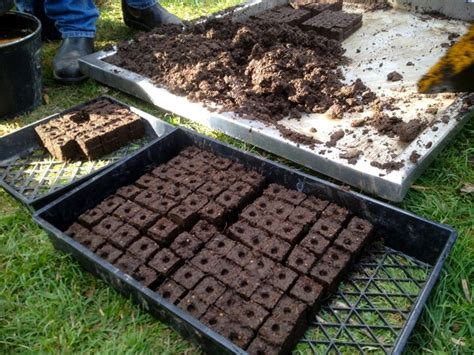 Soil Blocks How To Transplant Seedlings Without Going Potty Soil
