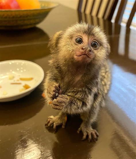 Finger Monkey The Smallest Pet Monkey You Can Own