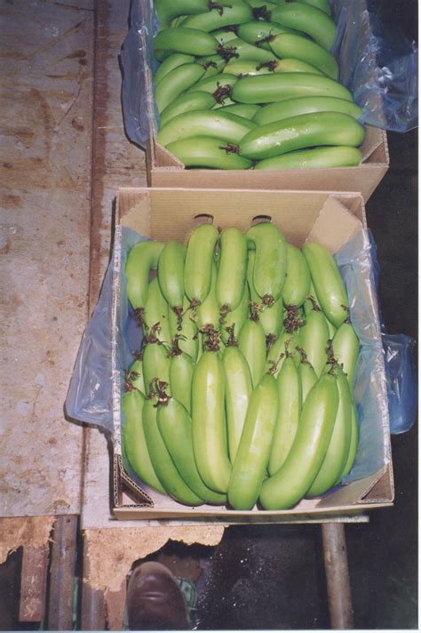 Harvesting Packing And Storing Bananas In The Oria Agriculture And Food